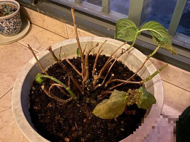 夏天潮湿闷热，一不小心花就烂根，看准时机砍掉，照样长出新叶子