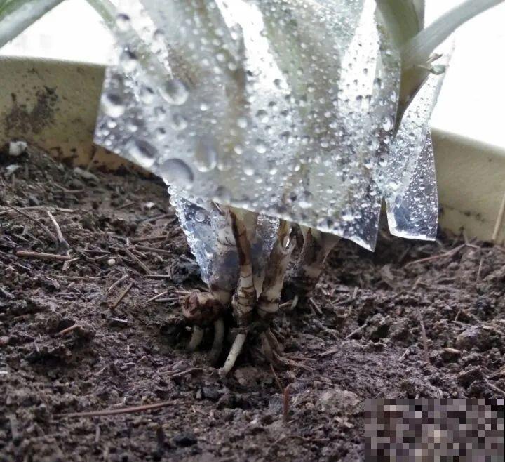 吊兰就用小盆养，根系拽一拽，立马变老桩！