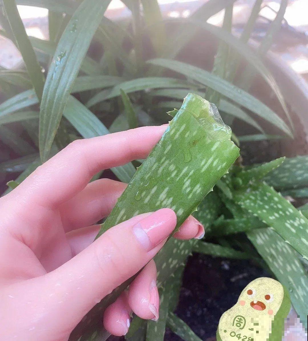 8种花夏天必须养,掐一把炒菜特别香,清热去火不中暑! 8种花夏天必须养,掐一把炒菜特别香,清热去火不中暑!