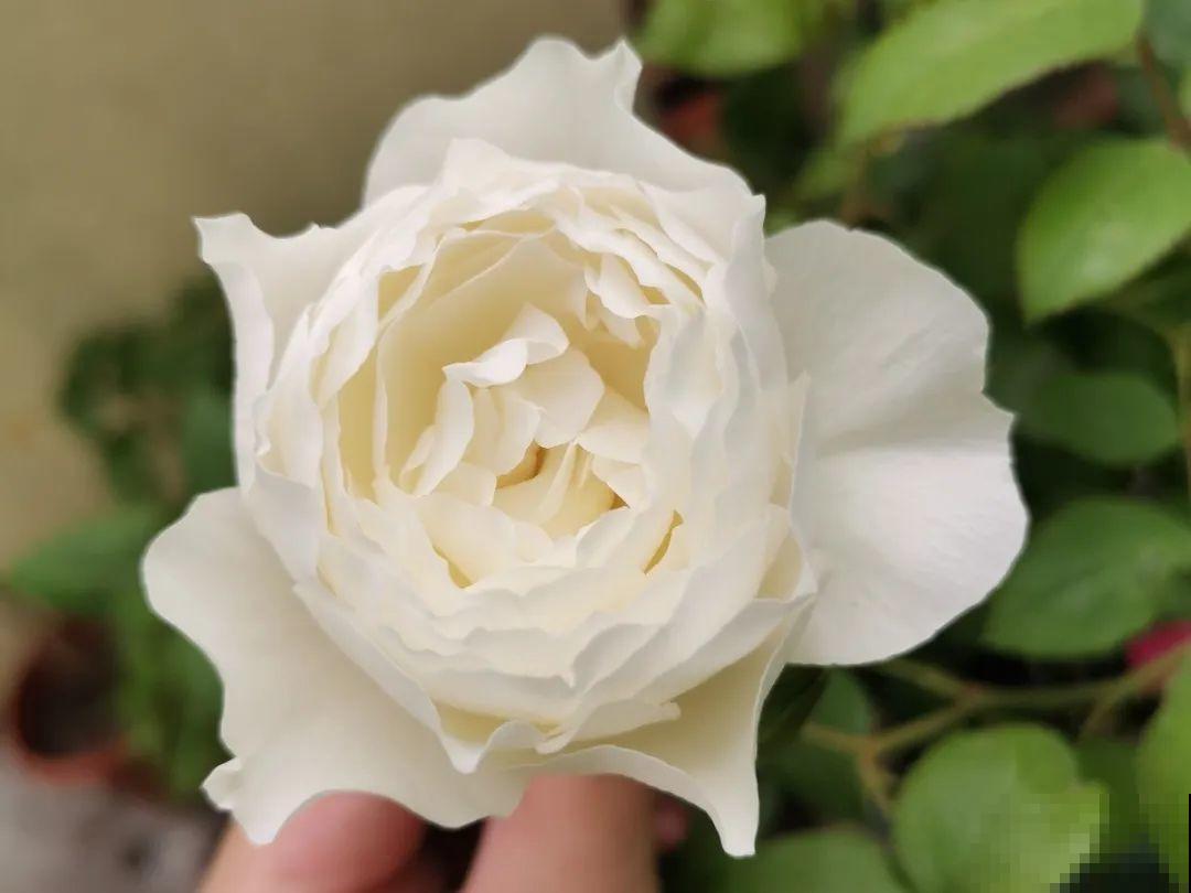 10种花，有气质、特清新，最适合房间里养！