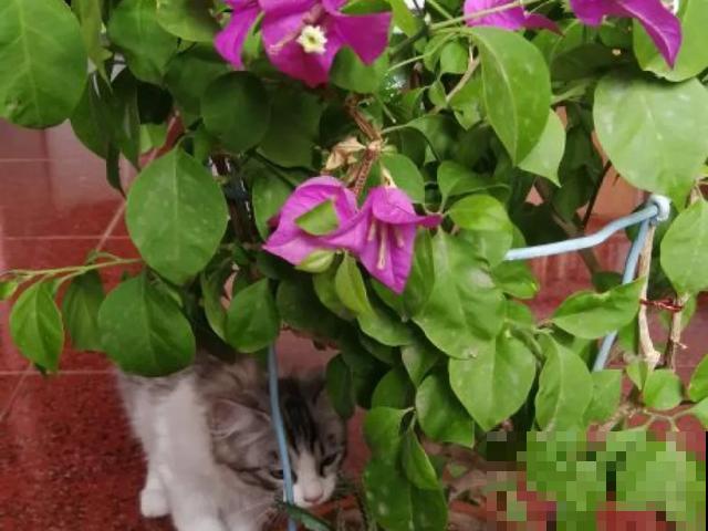 花出现黄叶打蔫，千万别扔，还能救回来！