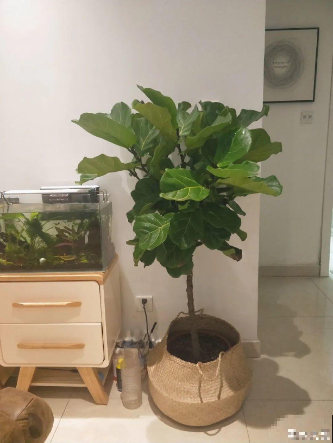 夏天到了，这10种花不能晒，否则干枯黄叶死翘翘