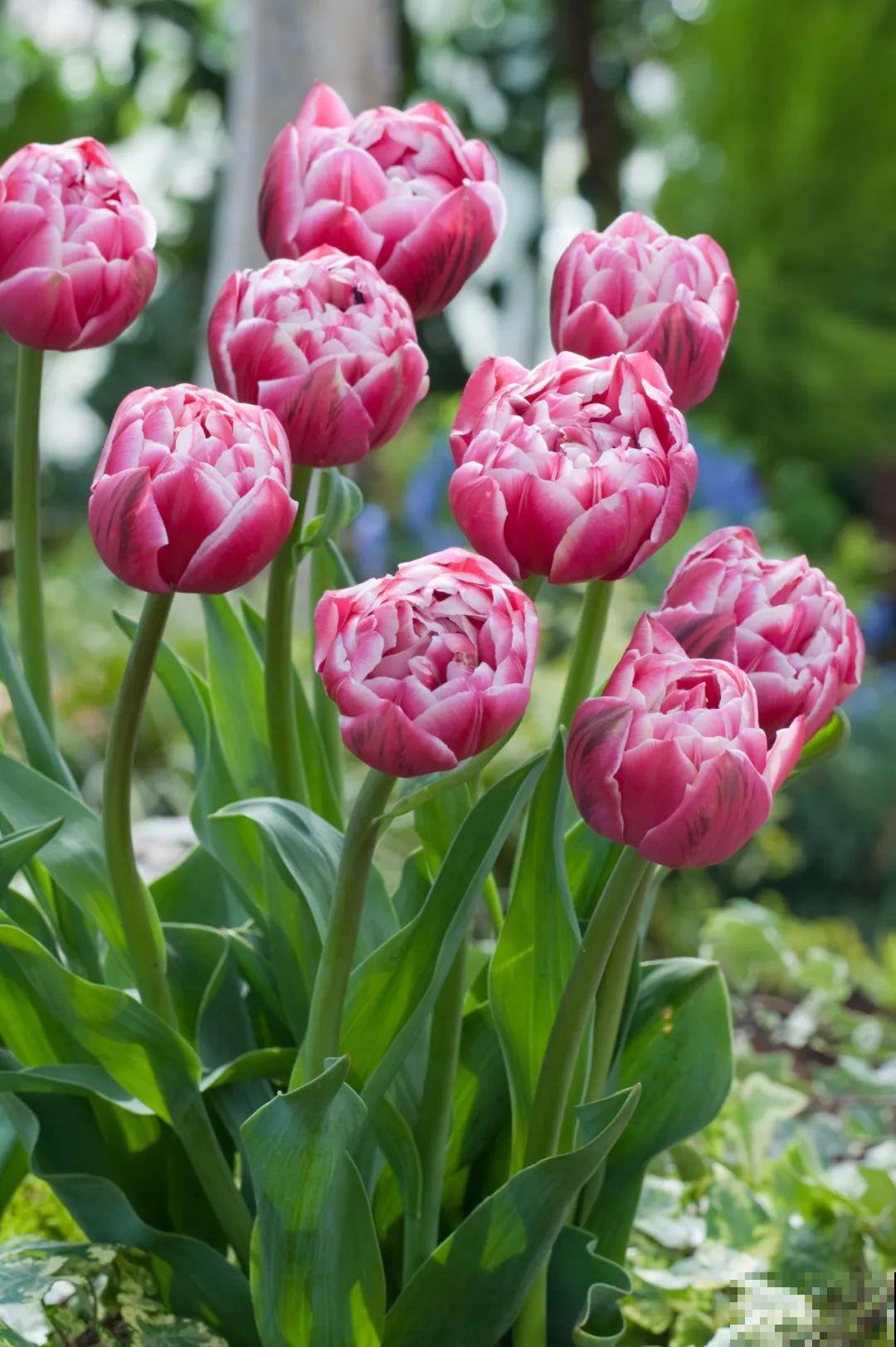 白胖的“大蒜”埋土里,1个月就开花,香味清新淡雅有格调! 白胖的“大蒜”埋土里,1个月就开花,香味清新淡雅有格调!