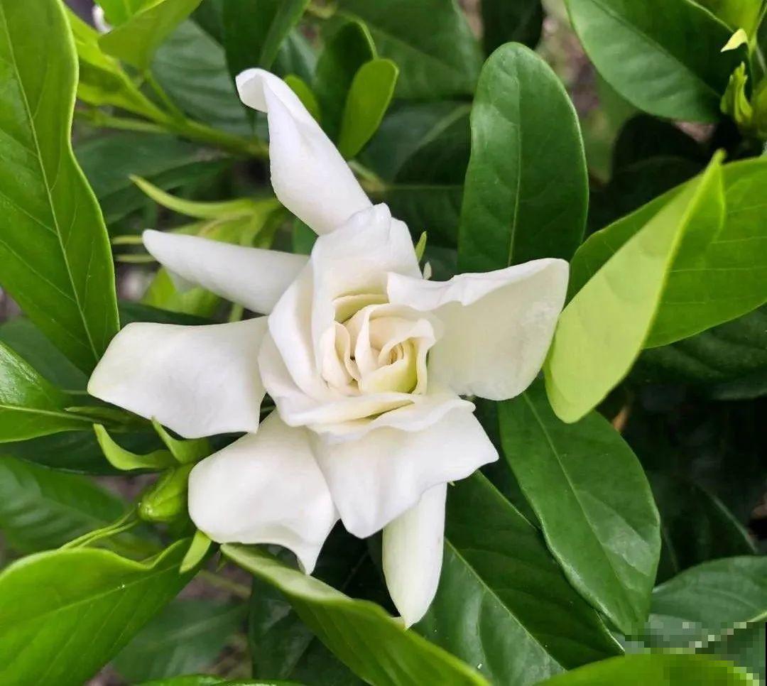 栀子花太难养？记住：少折腾，不黄叶，保证年年开花！