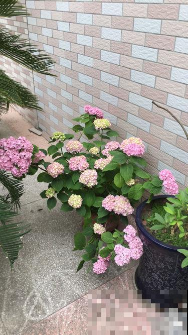 家里的花莫名其妙黄叶干枯，其实是想吃酸了，不然会死掉！