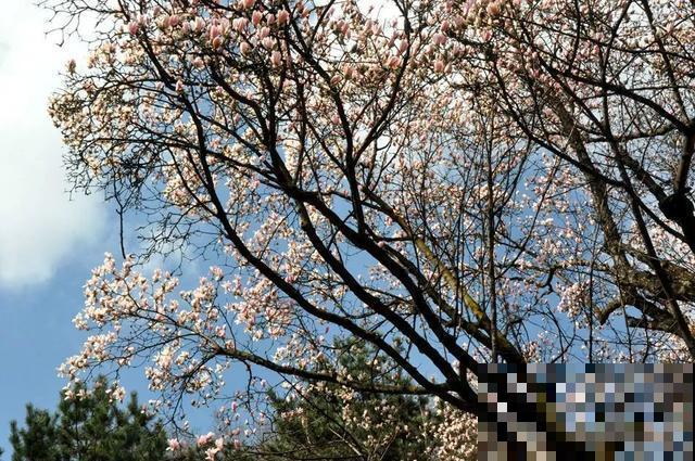 中国8大古树，历经千年不倒，最老一棵4000岁！