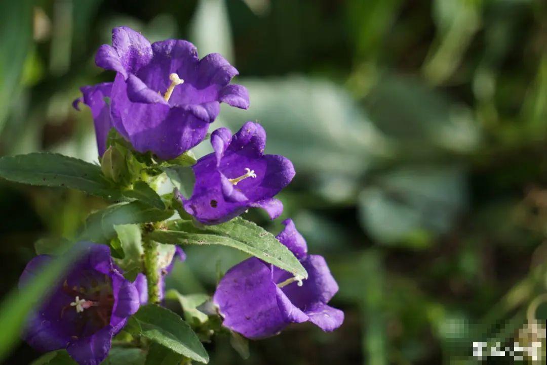 12种花，适合夹缝里养，不占地儿、开花最多！