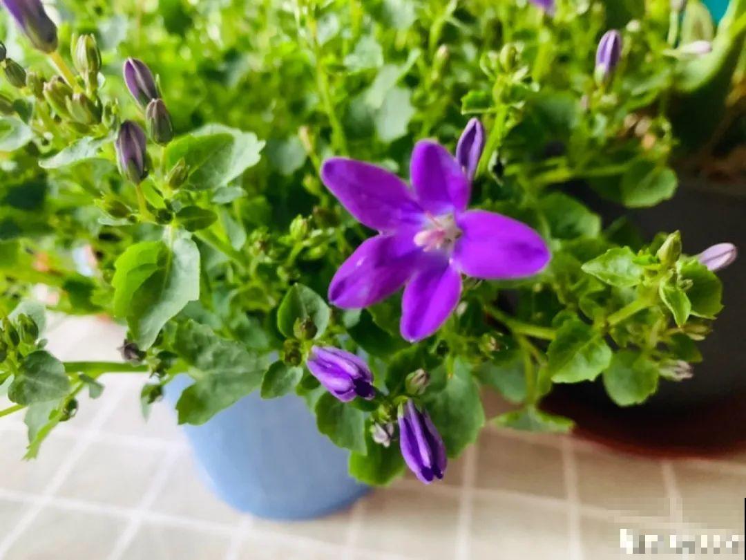 12种花，适合夹缝里养，不占地儿、开花最多！