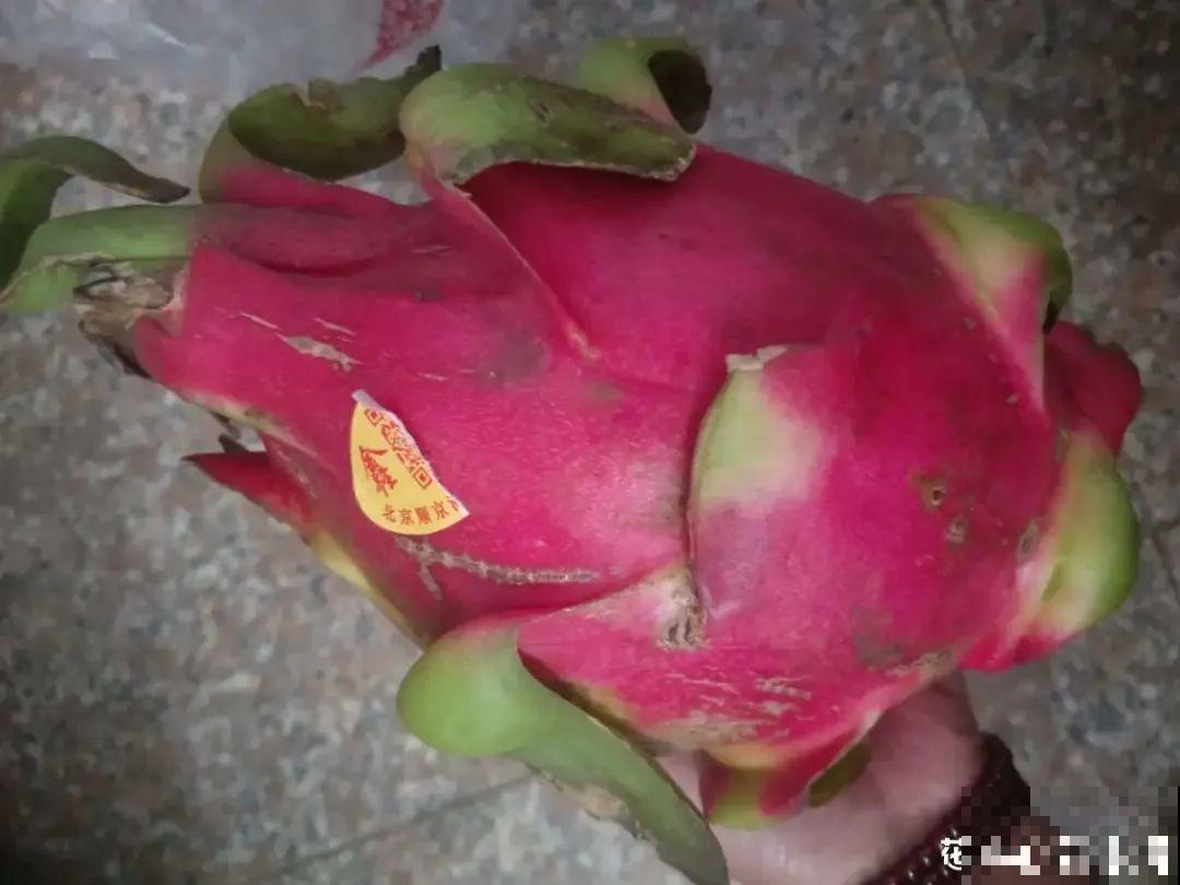 火龙果的叶子长得眼熟，仔细一看竟是蟹爪兰，还能接出甜果子！