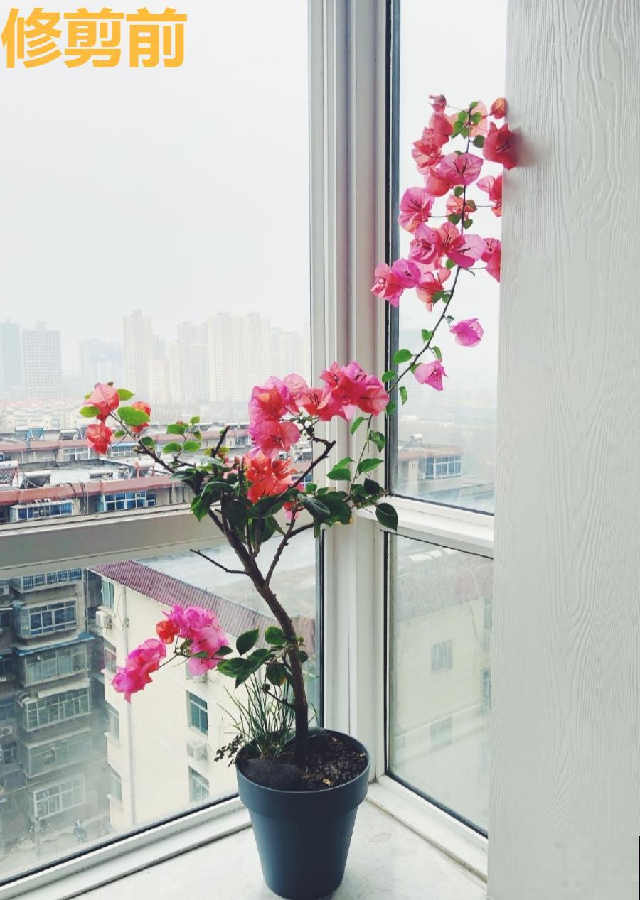 8种花，5月要赶紧修剪，剪完了还能窜新芽