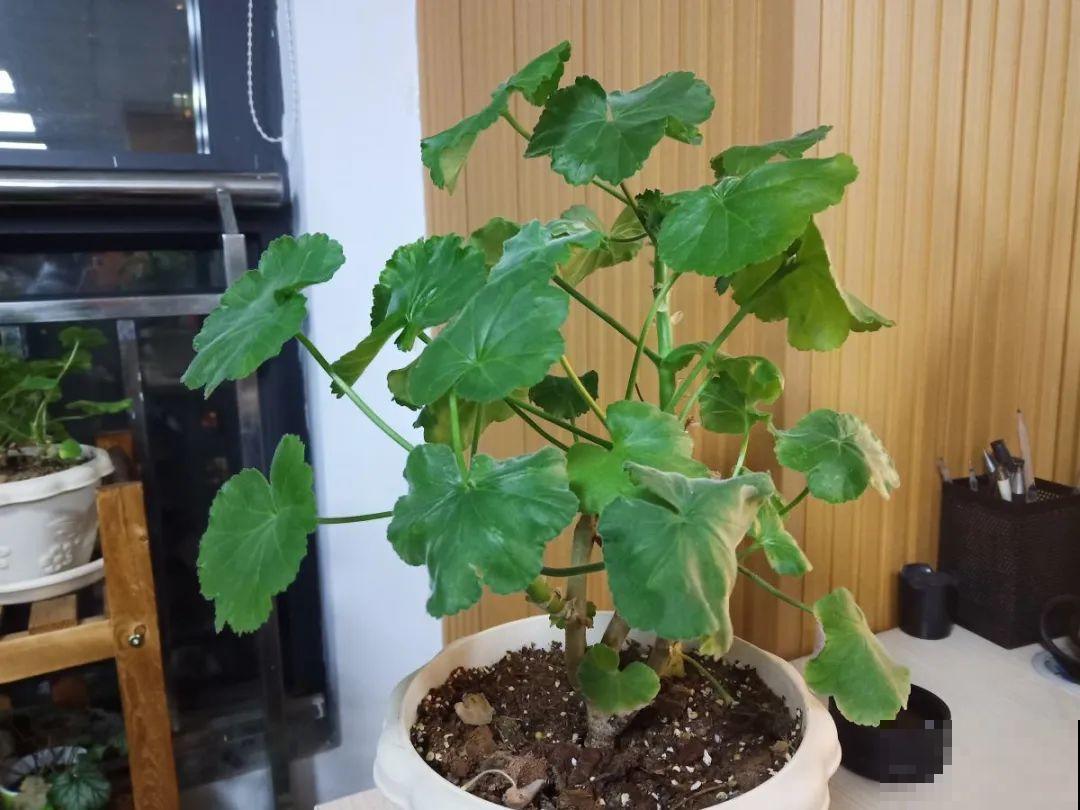 绣球马上剪，下个月就晚了，错过明年不开花