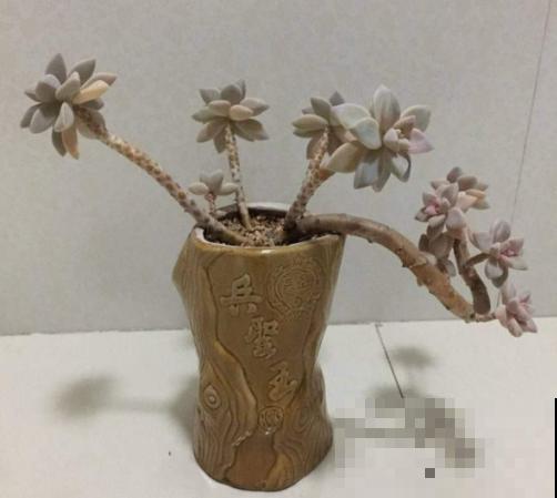垃圾桶里捡酒瓶，种上多肉，高雅有气质！