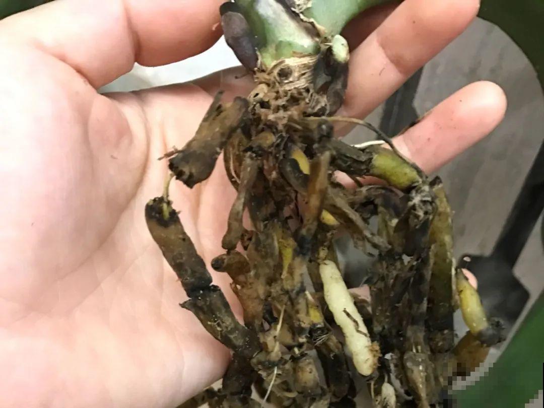 自制杀菌水、杀虫水，3天给花喷一次，虫病全扫光！