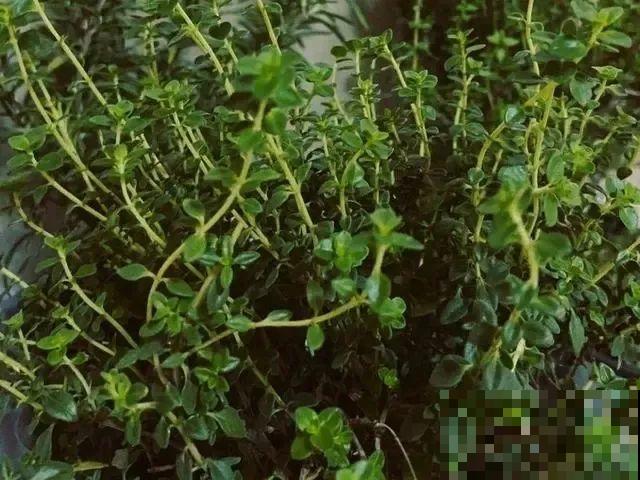 夏天最受欢迎的5种花,新奇有趣,天热长得快! 夏天最受欢迎的5种花,新奇有趣,天热长得快!