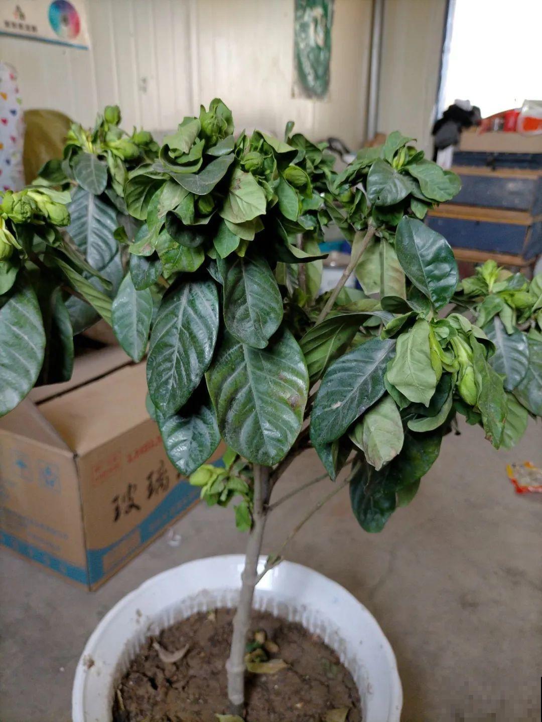 栀子花太难养？记住：少折腾，不黄叶，保证年年开花！