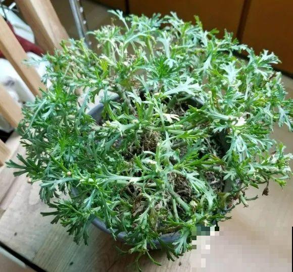 绣球马上剪，下个月就晚了，错过明年不开花