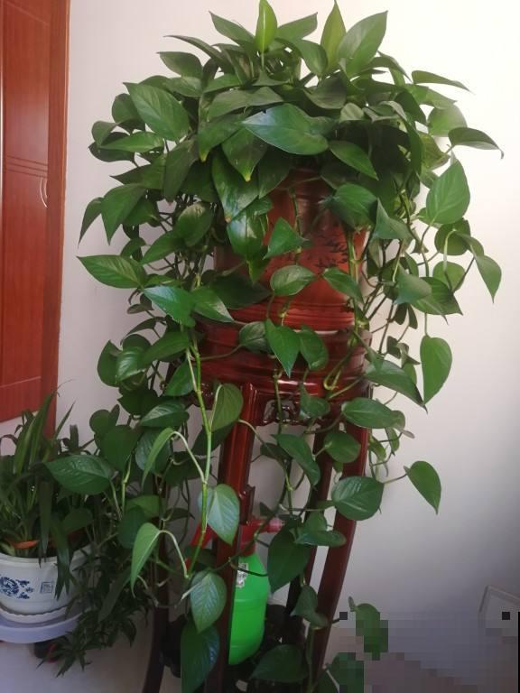 端午之后，君子兰要挪到阴凉地儿，不然叶子又黄又干枯