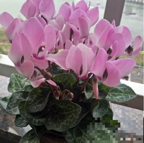 家里这种花，夏天死得最快，别再乱浇水了！