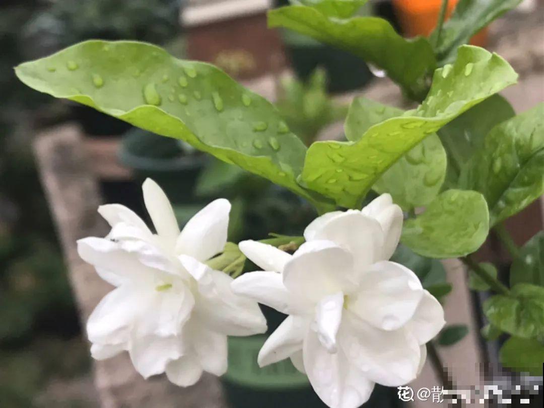 18种最好养的花大盘点，绿萝只能排倒第一！