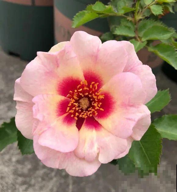 家里的花长出这种叶，千万保护好，特别值钱！