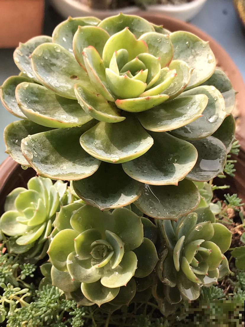 邻居养的多肉长成小树,价格翻倍,谁见了都喜欢 邻居养的多肉长成小树,价格翻倍,谁见了都喜欢