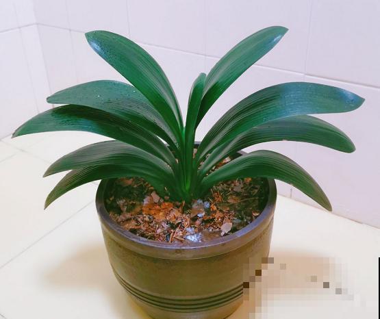 花盆里有小黑飞，5个小办法，就能彻底消灭！
