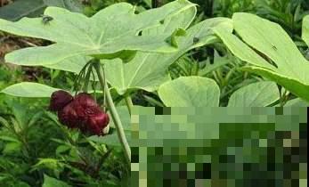 叶子像把遮阳伞，亭亭玉立宛若旱地莲叶，开花独特！