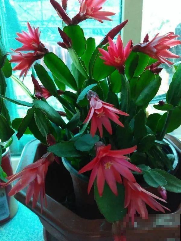 1种花，名叫假昙花，开花上百朵，美翻了