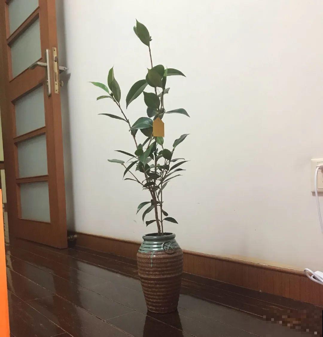 5种花盆养花,怪不得都死了,全是样子货! 5种花盆养花,怪不得都死了,全是样子货!