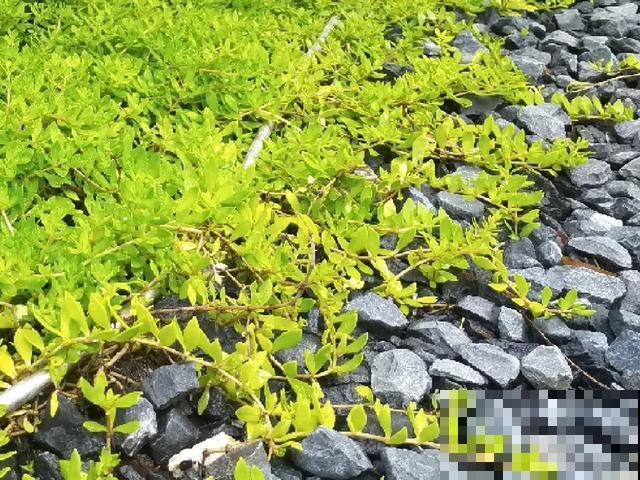 真正的花坚强,墙缝、地缝都能长,开花特别旺! 真正的花坚强,墙缝、地缝都能长,开花特别旺!