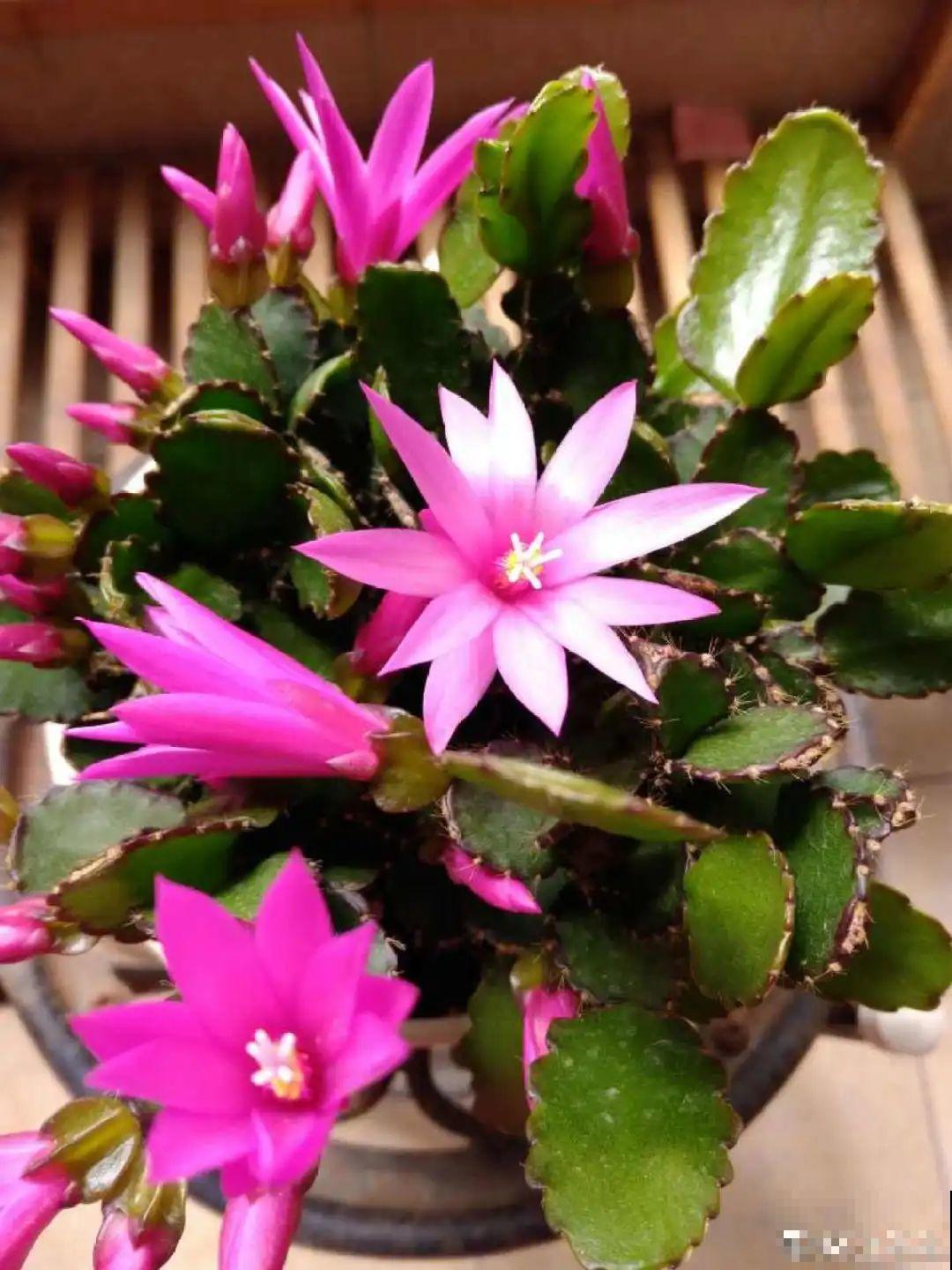 1种花，名叫假昙花，开花上百朵，美翻了