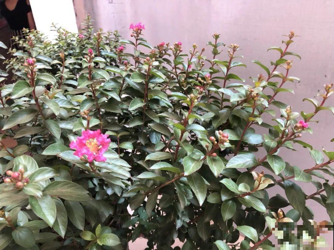 红灿灿的紫薇花，开花就像花串子，越热越开花