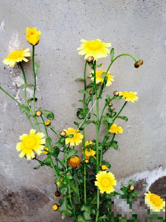 还买什么玛格丽特,种一把茼蒿菜,开花一模一样! 还买什么玛格丽特,种一把茼蒿菜,开花一模一样!