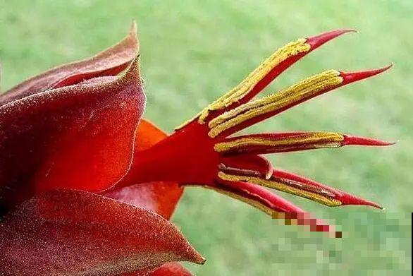 听起来吓人的花,超有特点,你敢养吗 听起来吓人的花,超有特点,你敢养吗