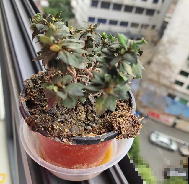 地栽的花就是强大，屋外疯长一院子，屋内孱弱不开花