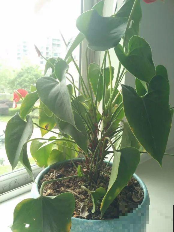 虎皮兰,红掌,吊兰养成老桩,变成大树,真壮观! 虎皮兰,红掌,吊兰养成老桩,变成大树,真壮观!