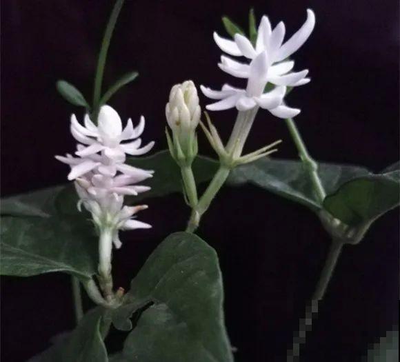 茉莉花后赶紧剪,剪完就开花,一直剪一直开! 茉莉花后赶紧剪,剪完就开花,一直剪一直开!