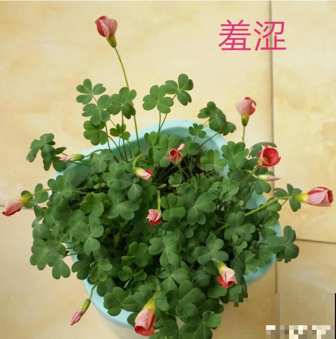 最容易徒长的花,枝上缠几根铁丝,一开花就美爆了! 最容易徒长的花,枝上缠几根铁丝,一开花就美爆了!