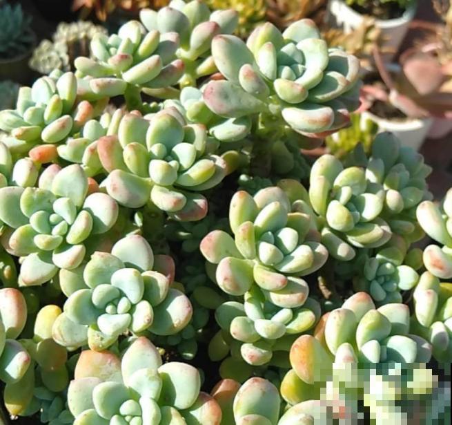 5种多肉夏必死，赶紧移到阴凉地，越晒死得越快！