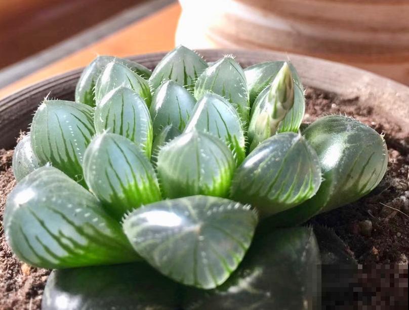 谁说北阳台不能养多肉?这些耐阴品种,照样长得美美的! 谁说北阳台不能养多肉?这些耐阴品种,照样长得美美的!