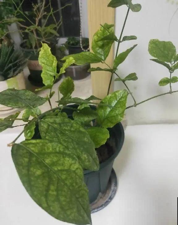 绣球马上剪，下个月就晚了，错过明年不开花