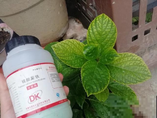 花出现黄叶打蔫，千万别扔，还能救回来！