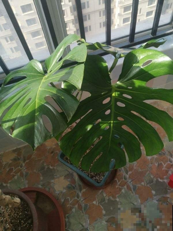 天热就养这5种花,越热越浇水,呼呼长爆盆 天热就养这5种花,越热越浇水,呼呼长爆盆