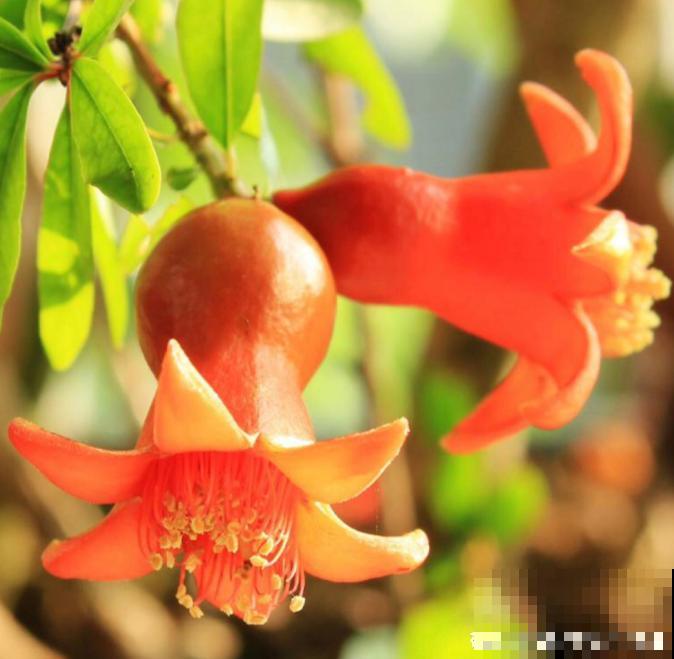 家里种一棵石榴树,开花红红火火,寓意特别好! 家里种一棵石榴树,开花红红火火,寓意特别好!