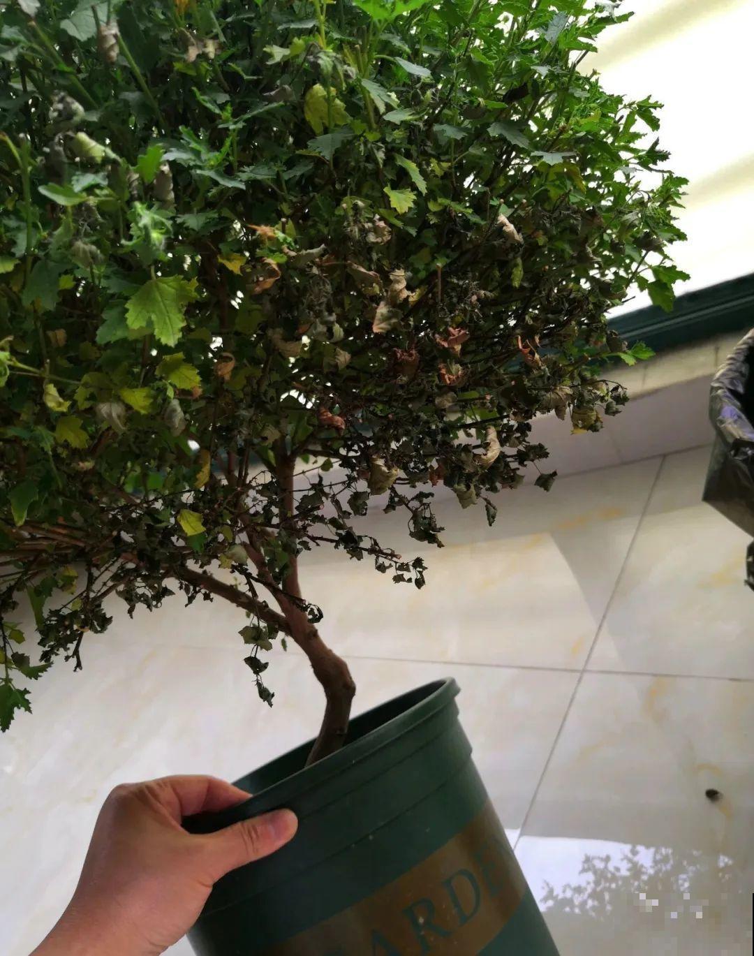 夏天花卉叶子哗哗掉,赶紧遮阴,不然掉成光杆司令 夏天花卉叶子哗哗掉,赶紧遮阴,不然掉成光杆司令