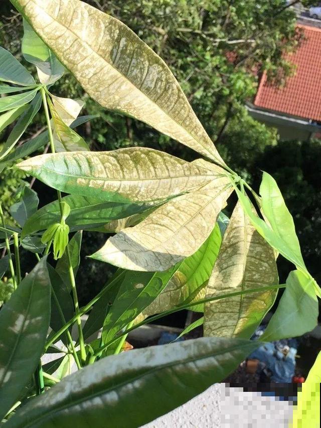 10种花一晒就死,夏天别放南阳台,小心晒成梅干菜! 10种花一晒就死,夏天别放南阳台,小心晒成梅干菜!