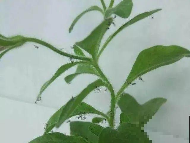 自制杀菌水、杀虫水，3天给花喷一次，虫病全扫光！