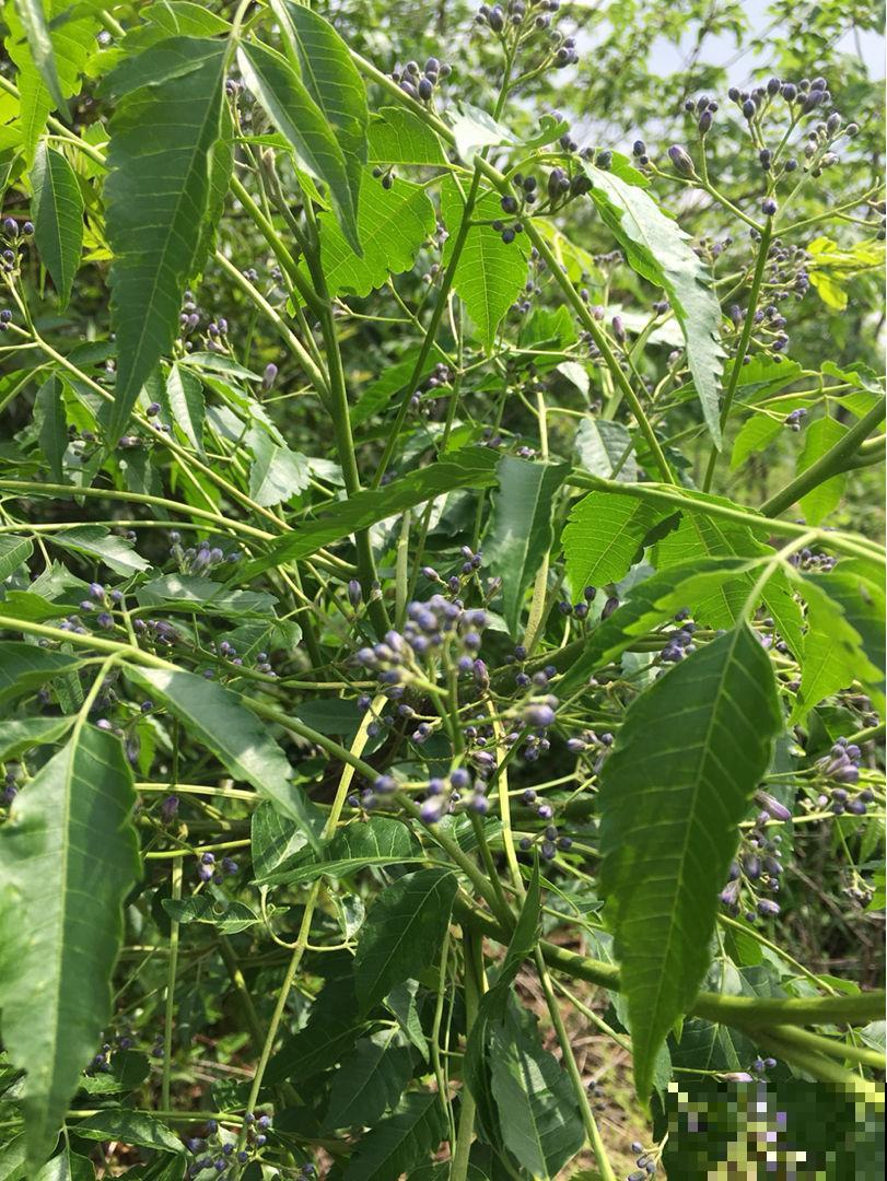 3种绿化常用花,这么眼熟你却不认识? 3种绿化常用花,这么眼熟你却不认识?