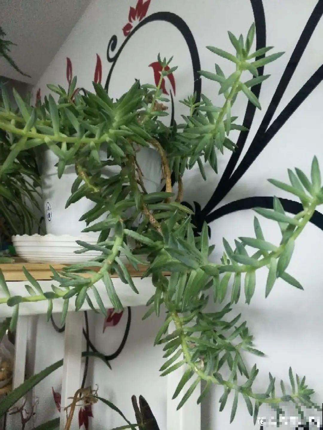 夏天养花,这个地方千万别摆,否则3天死翘翘! 夏天养花,这个地方千万别摆,否则3天死翘翘!