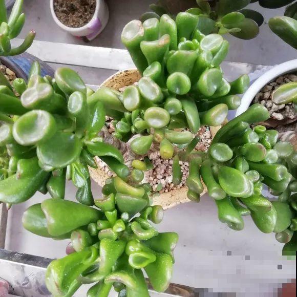 家里的花长出这种叶，千万保护好，特别值钱！